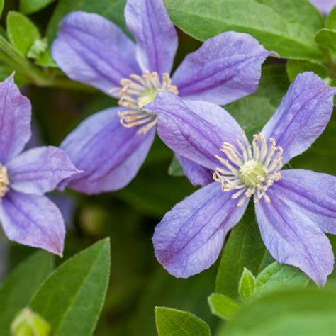 staudenclematis arabella|Clematis Arabella